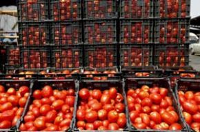 گرانی گوجه فرنگی | قیمت تا ۱۰ برابر افزایش یافته است